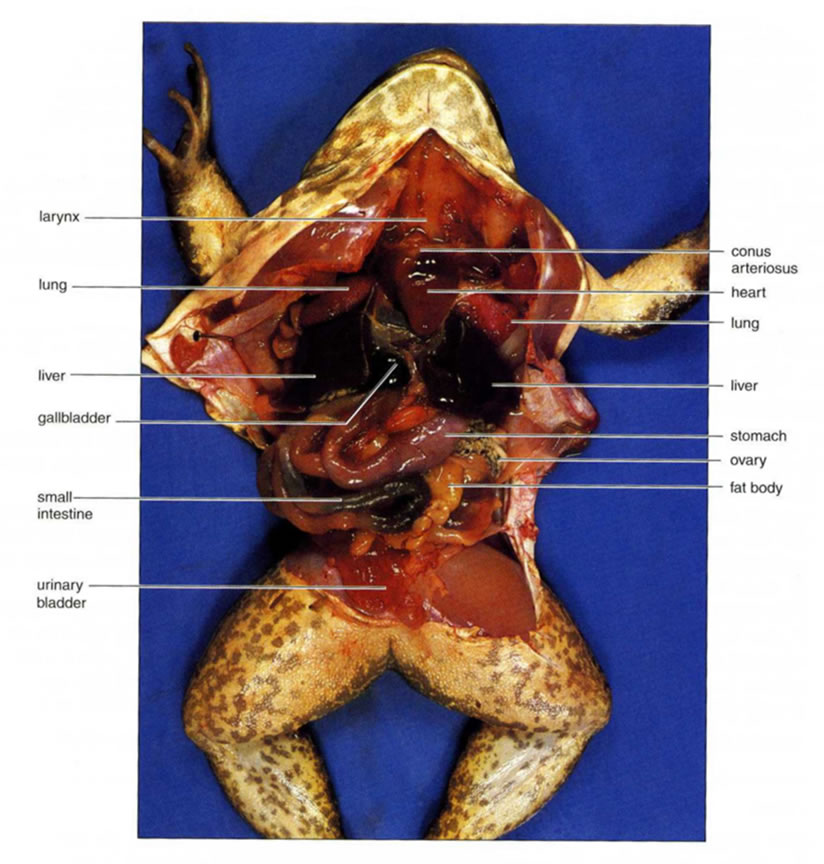 dissecting frog. prefers ladyboys would of
